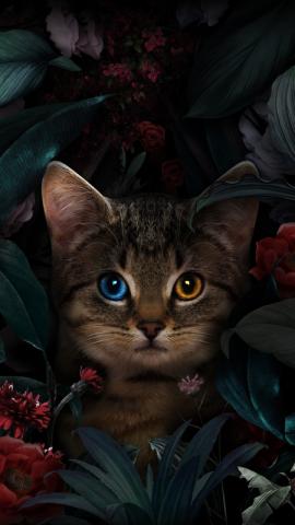 AIM Smile WildCat_Wallpaper - Apps on Galaxy Store