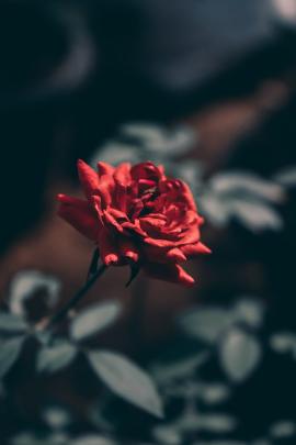 red rose wallpaper