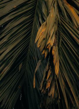 Tropical palm patterns