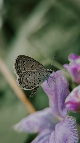 Pseudozizeeria maha, the pale grass blue, is a small butterfly found in South Asia that belongs to the lycaenids or blues family. The species was first described by Vincenz Kollar in 1844.