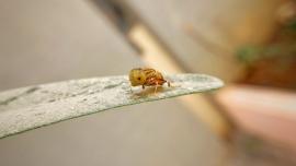 Eristalinus - flying species