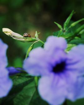 A beautiful ladybug