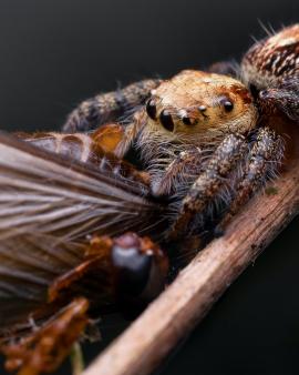 Jumping Spider with it's prey