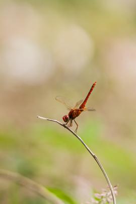 Red skimmer dragonfly