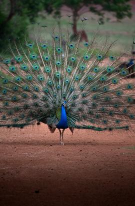 Naraj peacock valley, Cuttack, Odisha