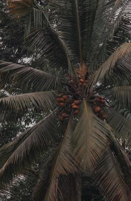 A Coconut tree