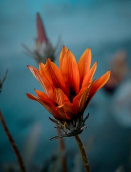 Tint Orange Flower With Lens Blur