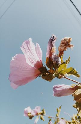 pink hibiscus flowers against clear blue sky