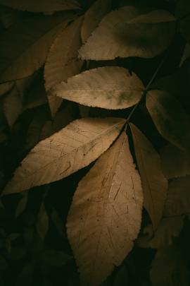 Autumn leaves in shadow