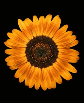 closeup sunflower in flash at night