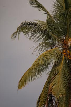 Tropical coconut tree