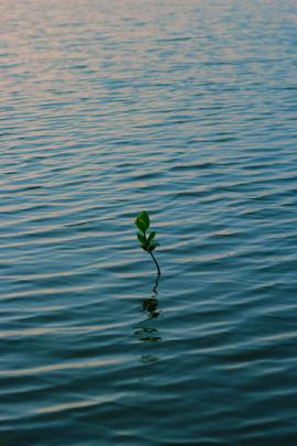 Single plant on a river.