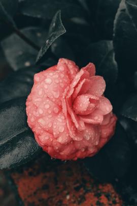 Raindrops on a beautiful flower