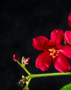 A beautiful Red flower