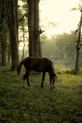 Into the Nature