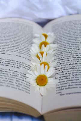 Daisies on the book, camomille