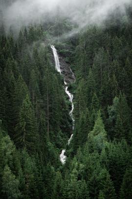 Waterfall in pine forest in a foggy environment.