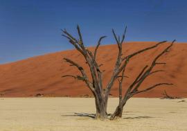 Dead camel thorn trees  in Deadvlei, Namibia