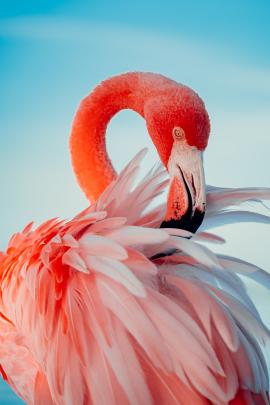 Flamingo in Natural Habit