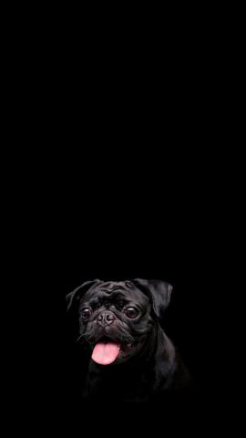 A pug in low-key for phone wallpaper.