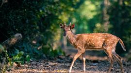 Deer wildlife