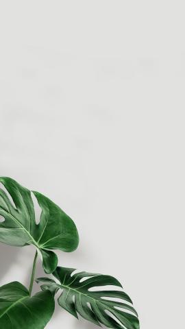 Download premium psd / image of Green monstera leaves with copy space  by Nunny about monstera iphone wallpaper, plants background image, monstera, iphone white green wallpaper, and monstera deliciosa 2277506