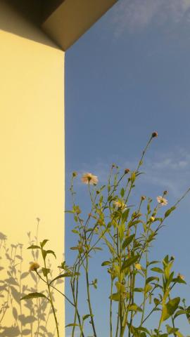 flower, sky & sunlight