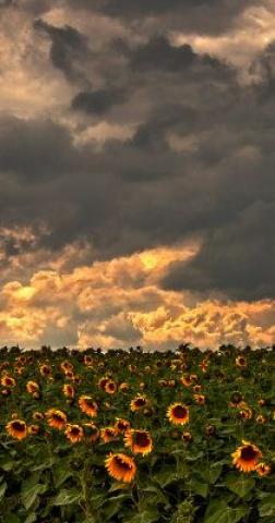 Dramatic sky and Sunflowers by marita toftgard