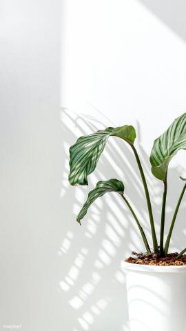 Download premium image of Calathea Orbifolia by a white wall by Jira about calathea orbifolia, ig plain story background, shadow window, table, and window shadow photo 2355038