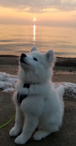 Pin by Catherine O'Neil on Samoyed Cute animals images, Cute animals, Really cute dogs