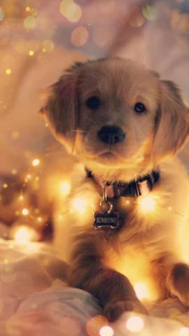 Pin by VikiSarinaTeam on Idea Pins by you in 2022 Cute dogs, Cute dog wallpaper, Cute cats and dogs
