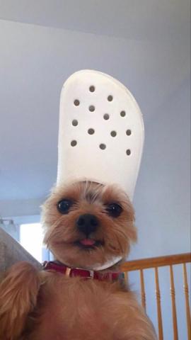 the dog with a crocs