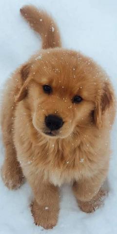 20 Most Cutest Labrador Retriever Cute animals puppies, Cute puppy wallpaper, Cute dog pictures