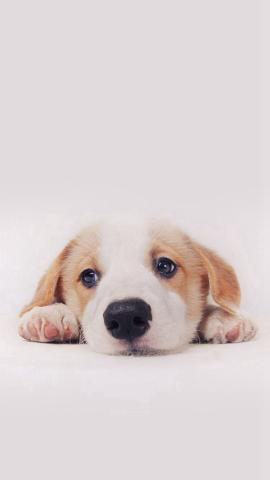 Cute Dog Phone Wallpapers