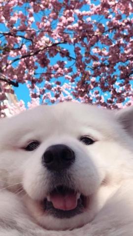 14 Pictures Of Samoyeds Just Being Their Perfect Selves Page 2 of 3 PetPress