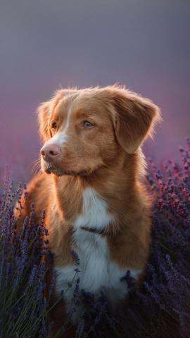 A photogenic doggo