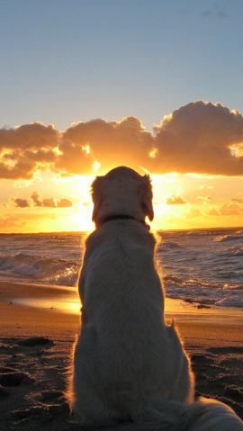 dog_old_beach_sunset_back_11443_640x1136