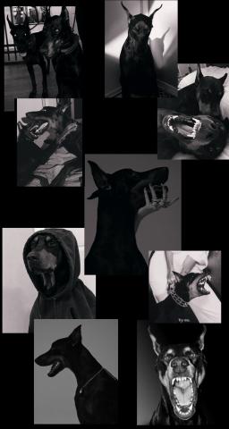 Doberman aesthetic