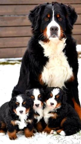 The biggest dogs in the world most biggest dogs of the world powerful dogs