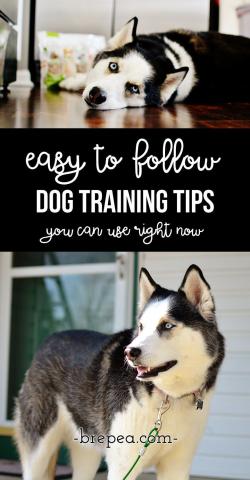 Easy Dog Training Tips That You Can Start To Use Now