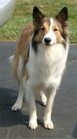 Scotch Collie Dog Breed Information and Pictures