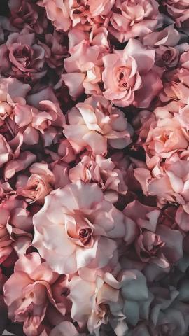 45 Beautiful Roses Wallpaper Backgrounds For iPhone