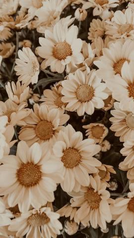 140 Flower Wallpaper Iphone  Android ideas  flower wallpaper iphone  wallpaper flowers