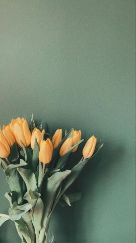 HD wallpaper orange tulip garden growth plant beauty in nature  freshness  Wallpaper Flare