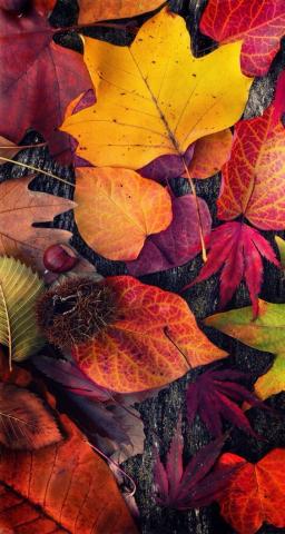 Fall iPhone Wallpapers - 30 Cute Fall iPhone Background Ideas for FREE