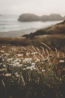 Flowers blowing in the wind at Bandon Beach, Oregon