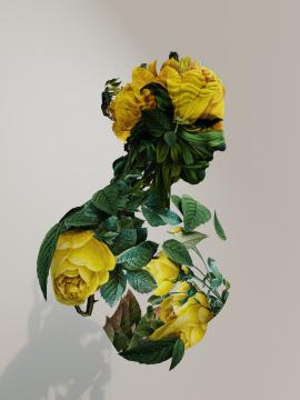 Venus in Flower 01