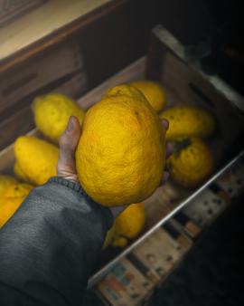 The big lemon of Sicily.