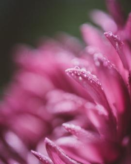 Dew on pink petals