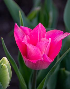 Solid pink tulip